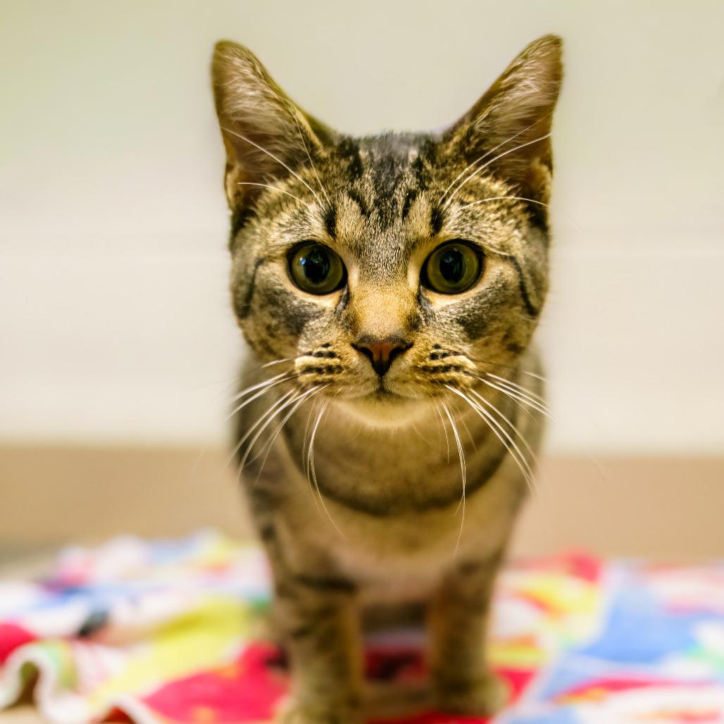Adam, Adoptable, Young Male Domestic Short Hair.