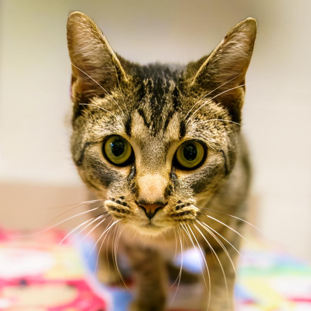 Adam, a Adoptable Domestic Short Hair in Versailles, KY image 2/2