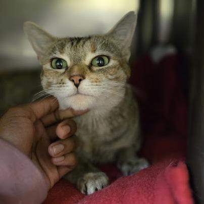 Enlarge Breakfast Combo, a Adoptable Domestic Short Hair in Charlottesville, VA image 1/6