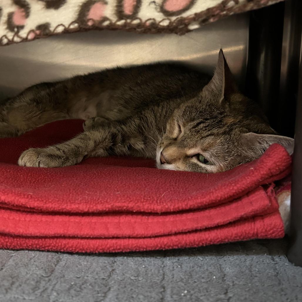 Breakfast Combo, Adoptable, Adult Female Domestic Short Hair.