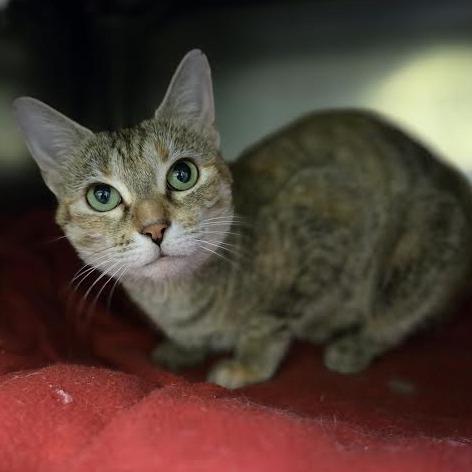 Enlarge Breakfast Combo, a Adoptable Domestic Short Hair in Charlottesville, VA image 3/6