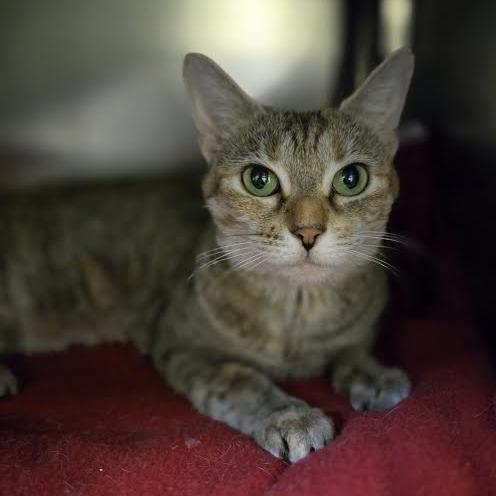 Enlarge Breakfast Combo, a Adoptable Domestic Short Hair in Charlottesville, VA image 2/6