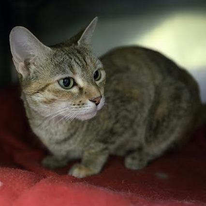 Enlarge Breakfast Combo, a Adoptable Domestic Short Hair in Charlottesville, VA image 3/6