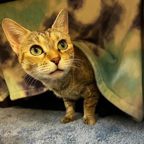 Enlarge Breakfast Combo, a Adoptable Domestic Short Hair in Charlottesville, VA image 4/6