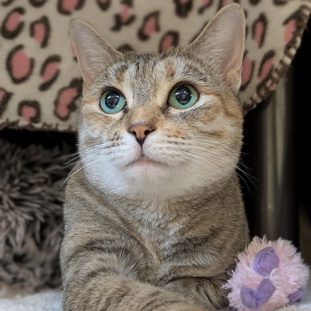 Enlarge Breakfast Combo, a Adoptable Domestic Short Hair in Charlottesville, VA image 6/6