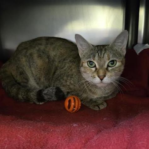 Enlarge Breakfast Combo, a Adoptable Domestic Short Hair in Charlottesville, VA image 5/6