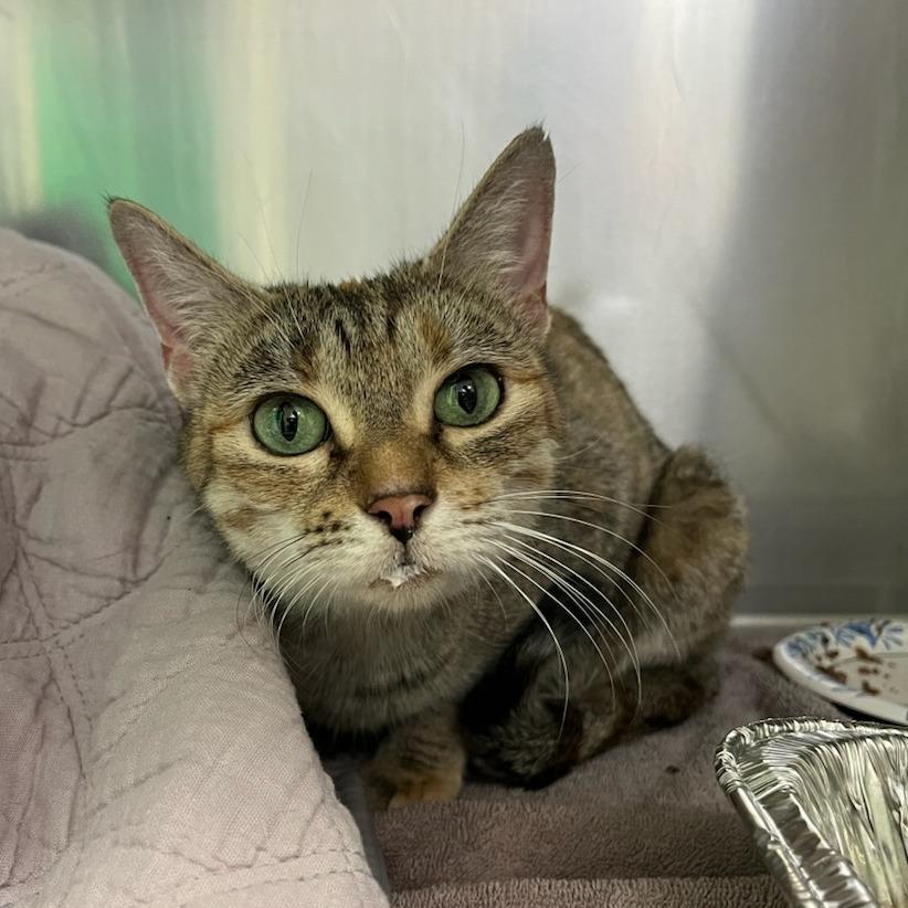 Enlarge Breakfast Combo, a Adoptable Domestic Short Hair in Charlottesville, VA image 6/6