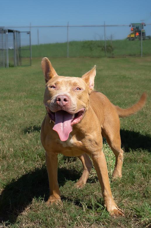 Enlarge Joseph, a Adoptable mixed breed in Scott, LA image 1/4