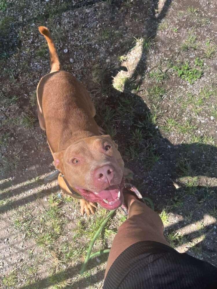 Enlarge Joseph, a Adoptable mixed breed in Scott, LA image 2/4