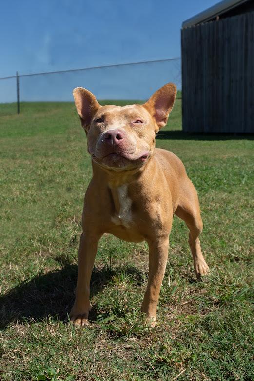 Enlarge Joseph, a Adoptable mixed breed in Scott, LA image 3/4