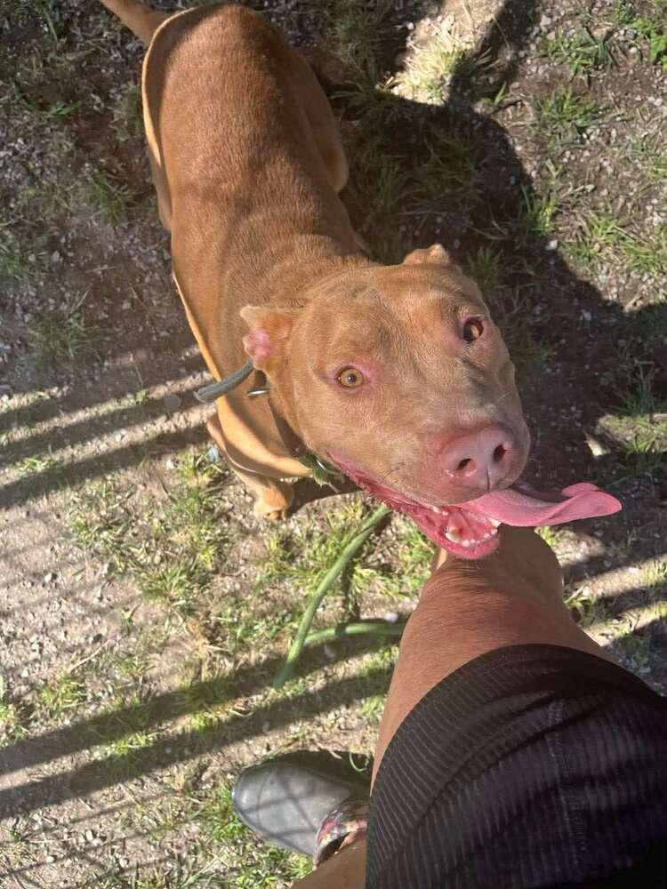 Enlarge Joseph, a Adoptable mixed breed in Scott, LA image 4/4