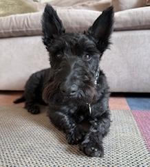 Mango, a Adoptable Scottish Terrier in Rockaway, NJ image 2/3