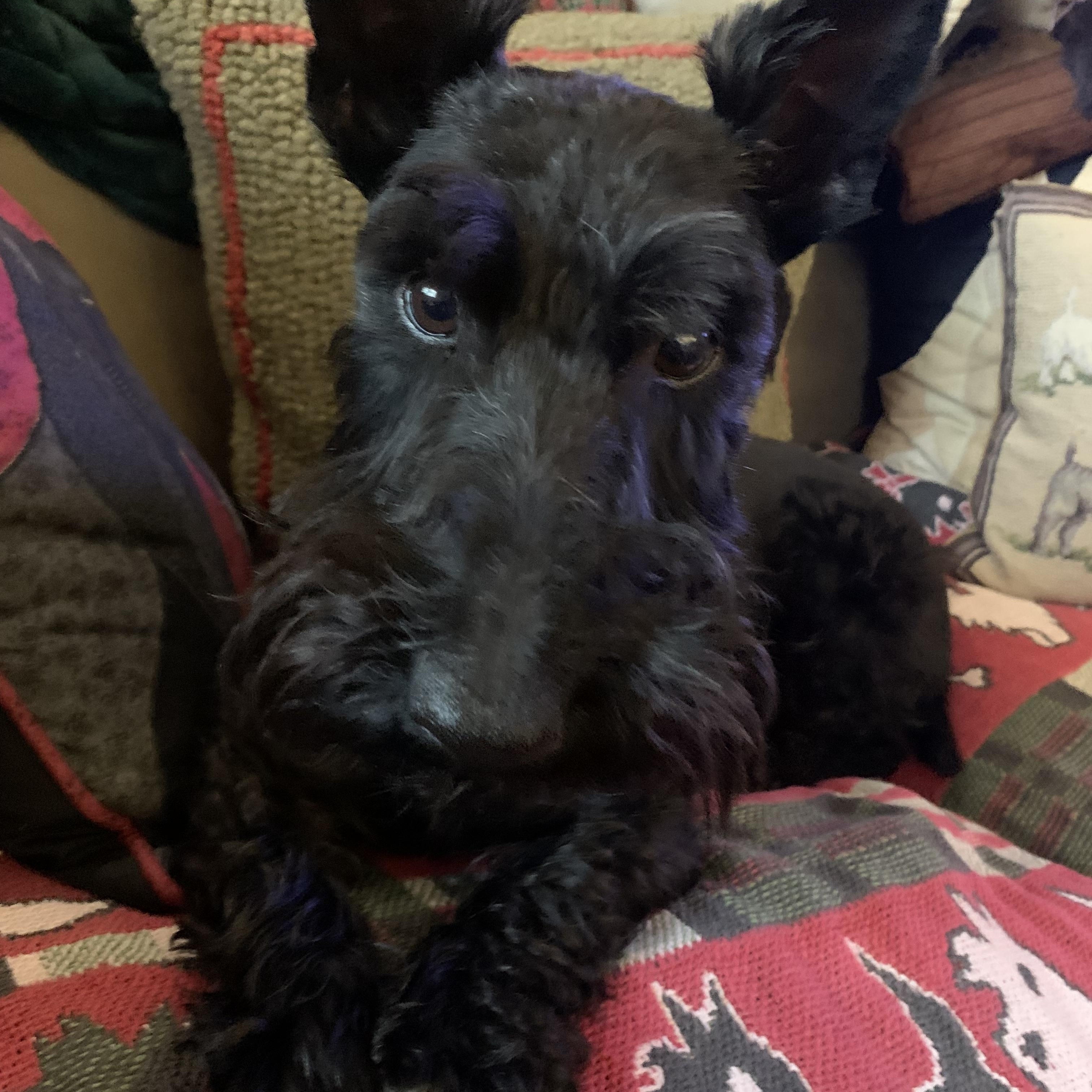 Mango, a Adoptable Scottish Terrier in Rockaway, NJ image 1/3