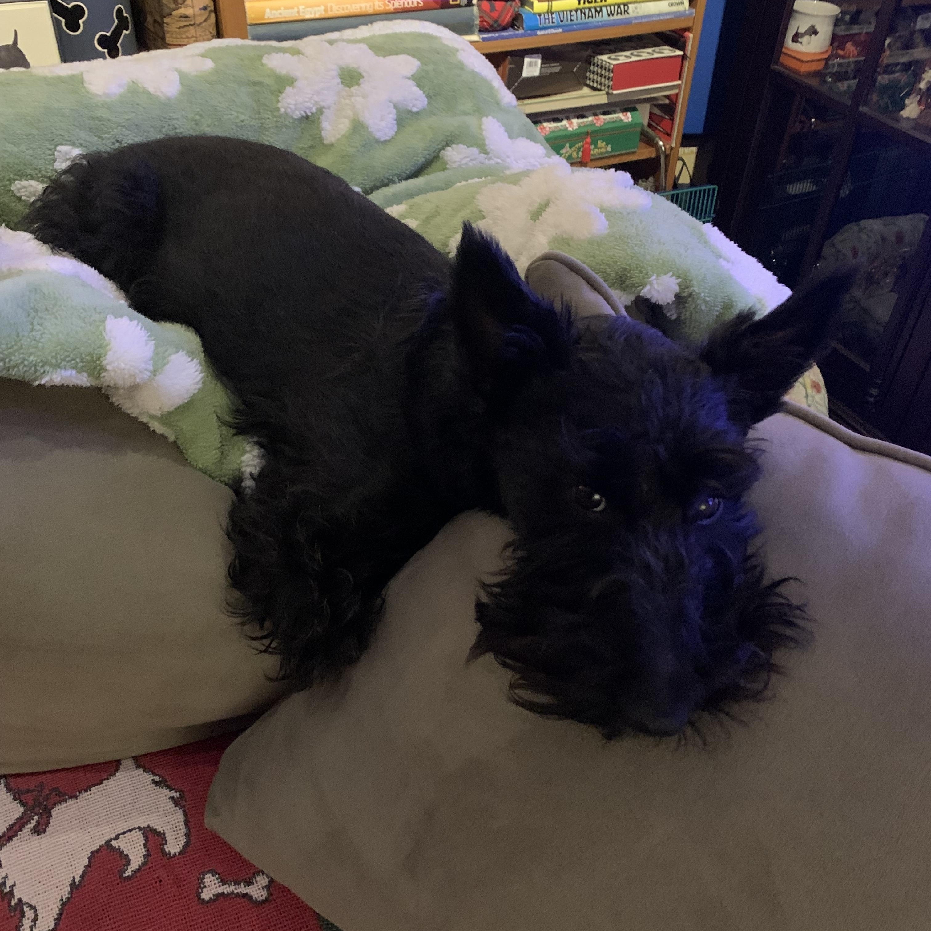 Mango, a Adoptable Scottish Terrier in Rockaway, NJ image 4/4