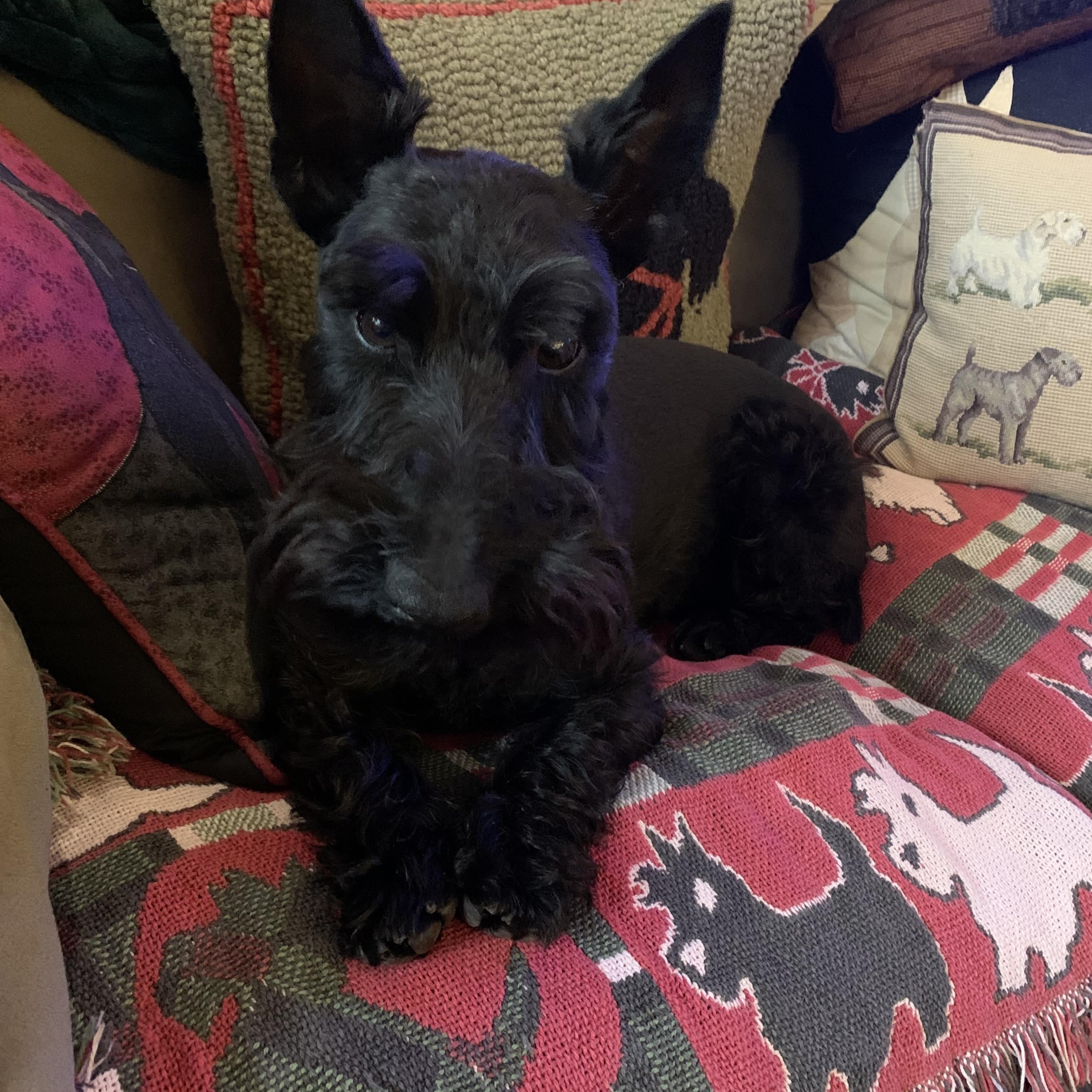 Mango, a Adoptable Scottish Terrier in Rockaway, NJ image 3/3