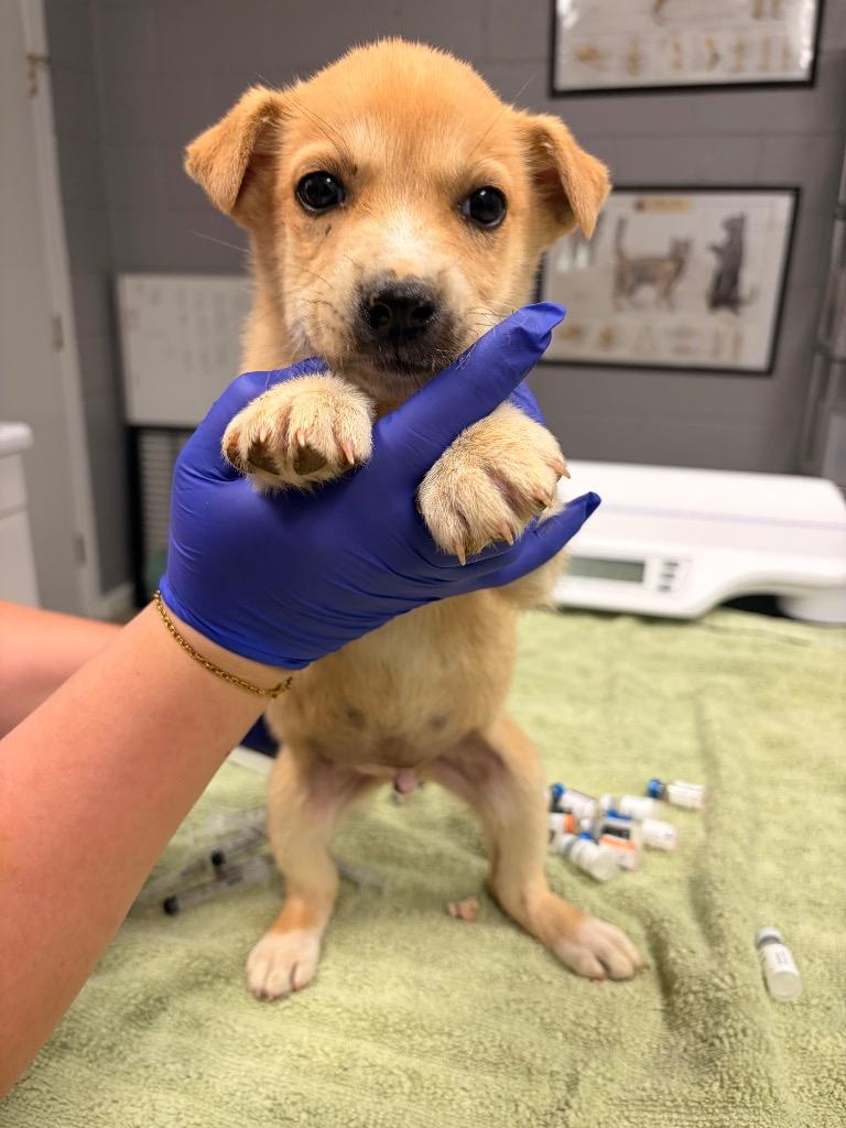 Ralph, Adoptable, Puppy Male Husky & Mixed Breed.