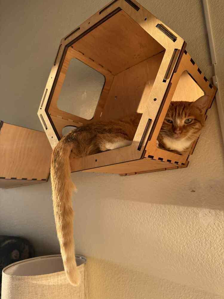 Strawberry Shortcake Roll, Adoptable, Young Female Domestic Short Hair.