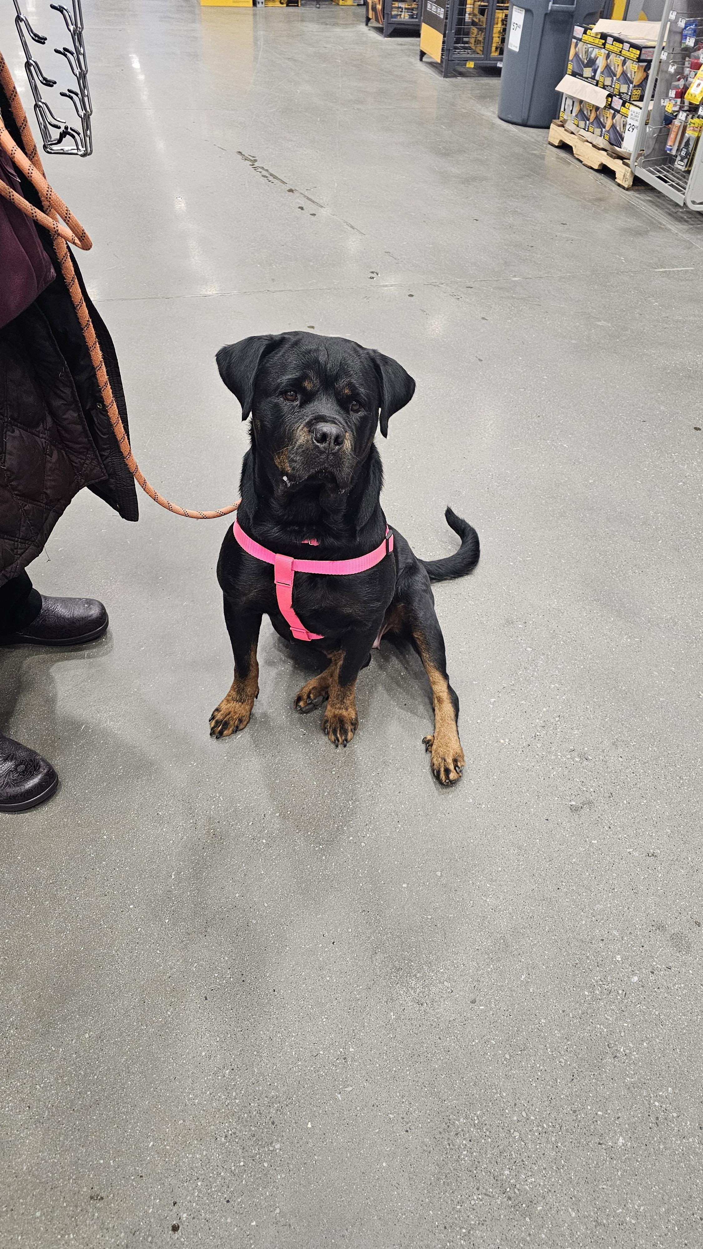 Angel, a Adopted Rottweiler in Cuddebackville, NY image 1/6
