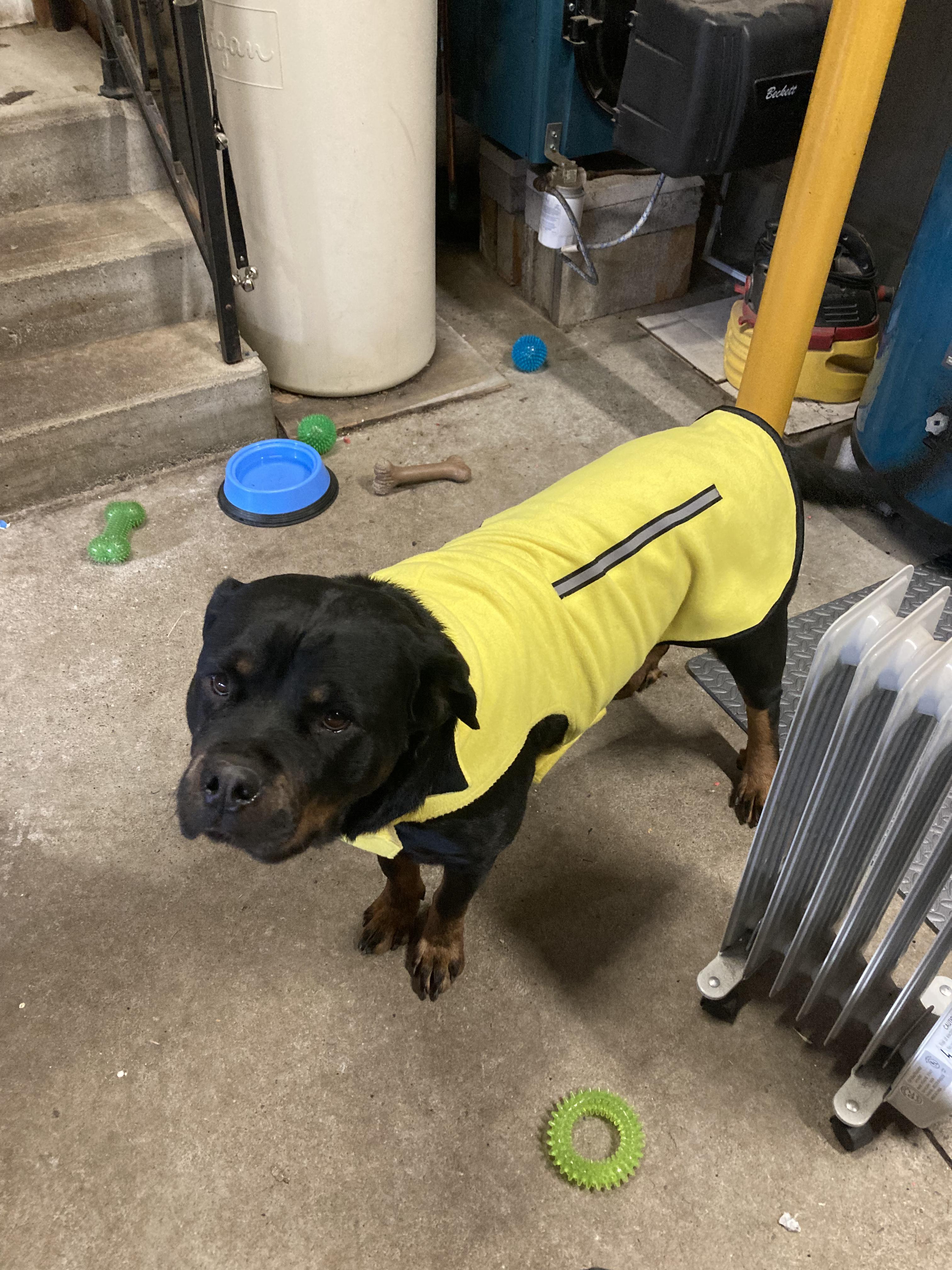 Angel, a Adopted Rottweiler in Cuddebackville, NY image 2/6
