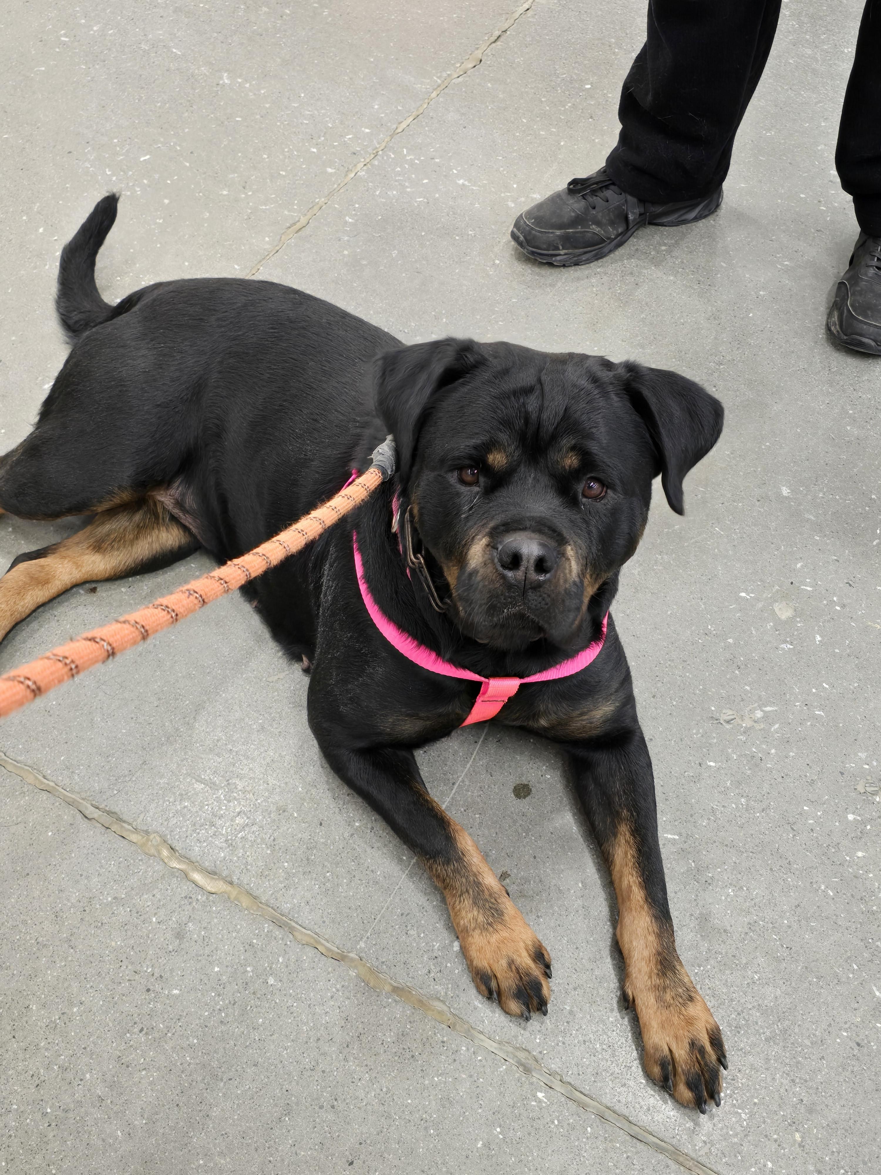 Angel, a Adopted Rottweiler in Cuddebackville, NY image 3/6