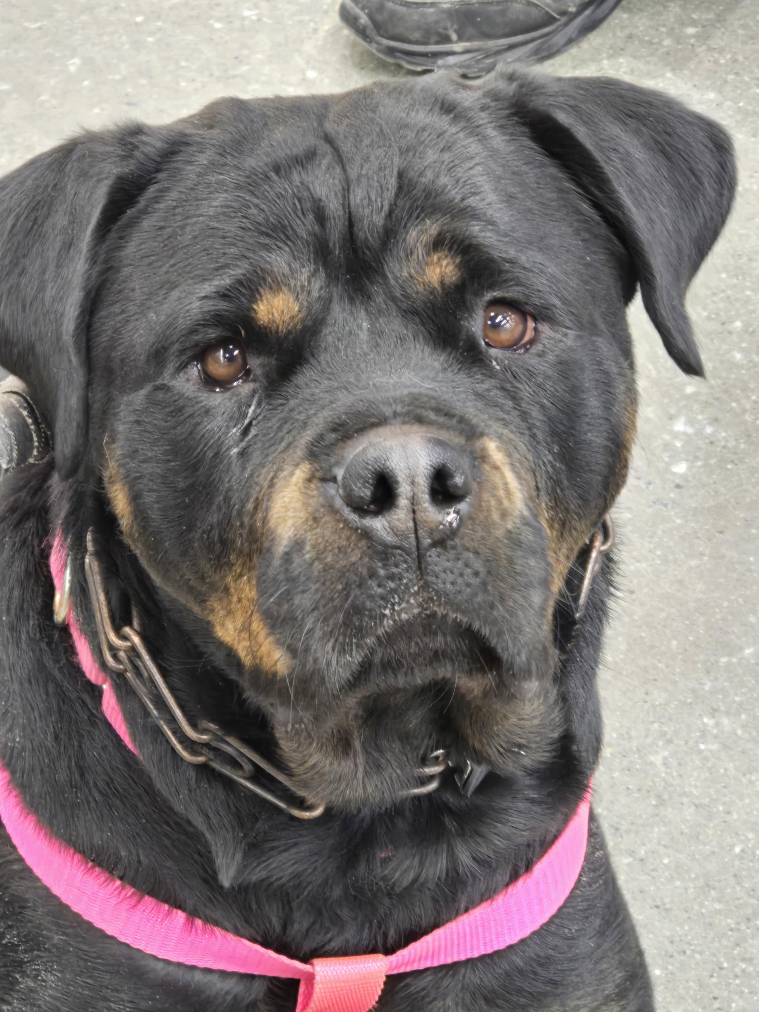 Angel, Young Female Rottweiler