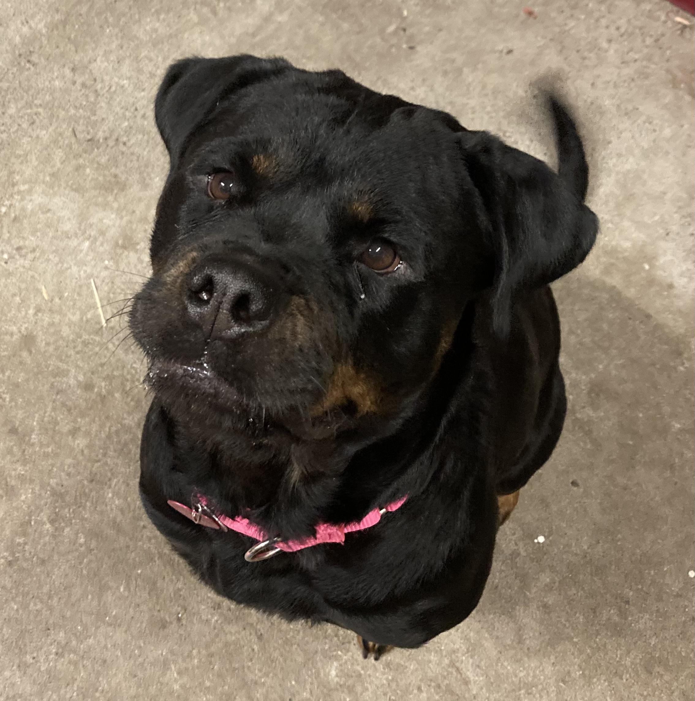 Angel, a Adopted Rottweiler in Cuddebackville, NY image 5/6