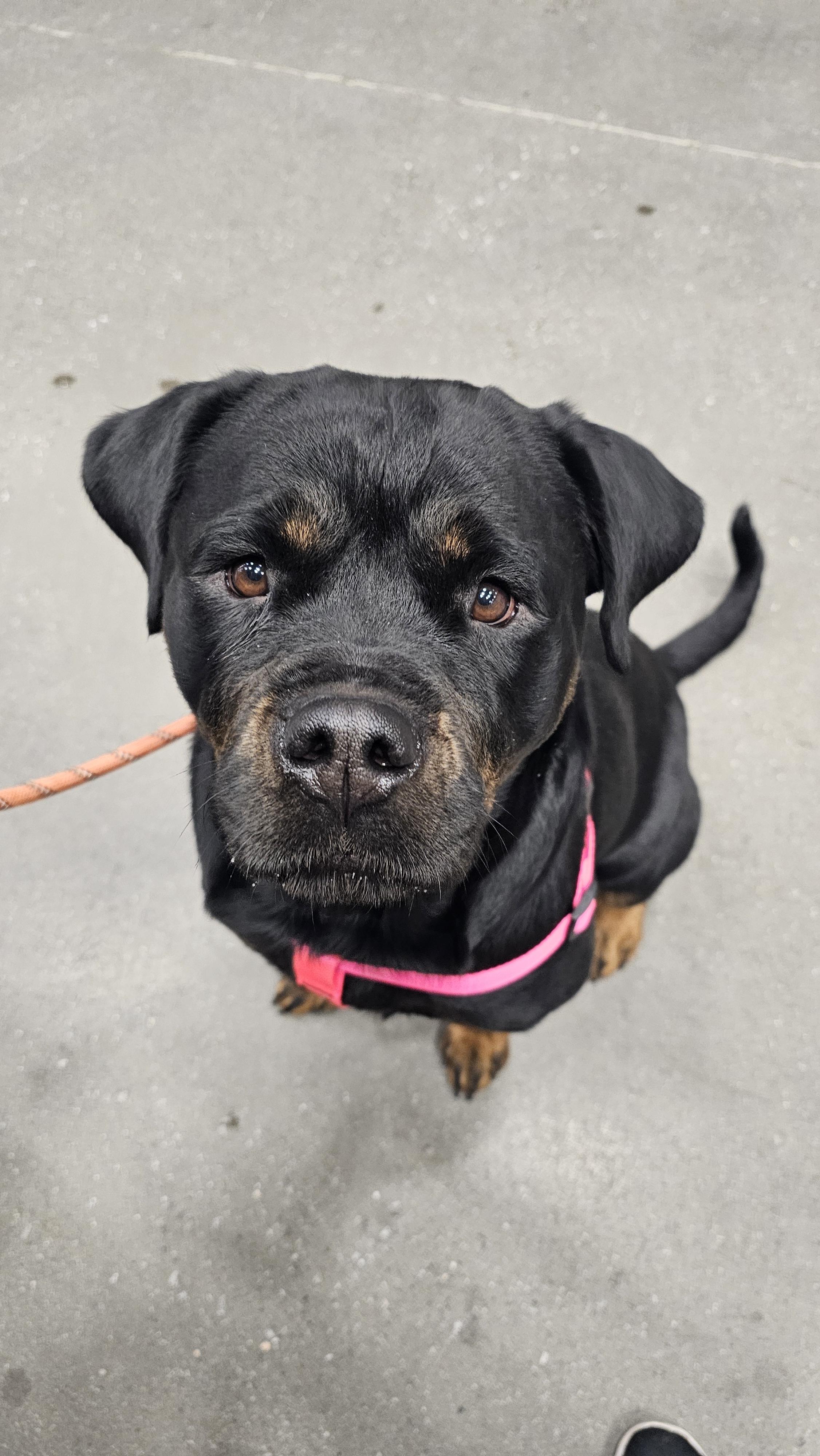 Angel, a Adopted Rottweiler in Cuddebackville, NY image 6/6