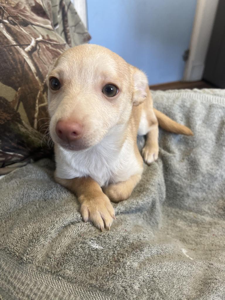 Bartok, Adoptable, Adult Male Chihuahua & Mixed Breed.
