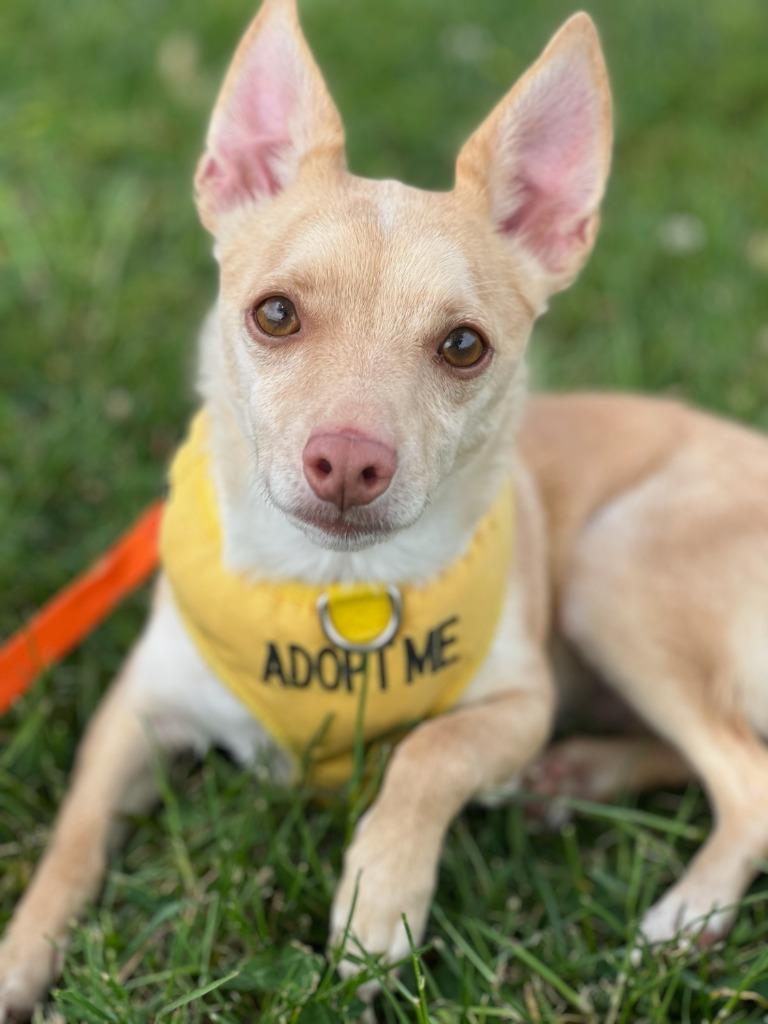 Enlarge Bartok, a Adoptable mixed breed in Fayetteville, TN image 2/2