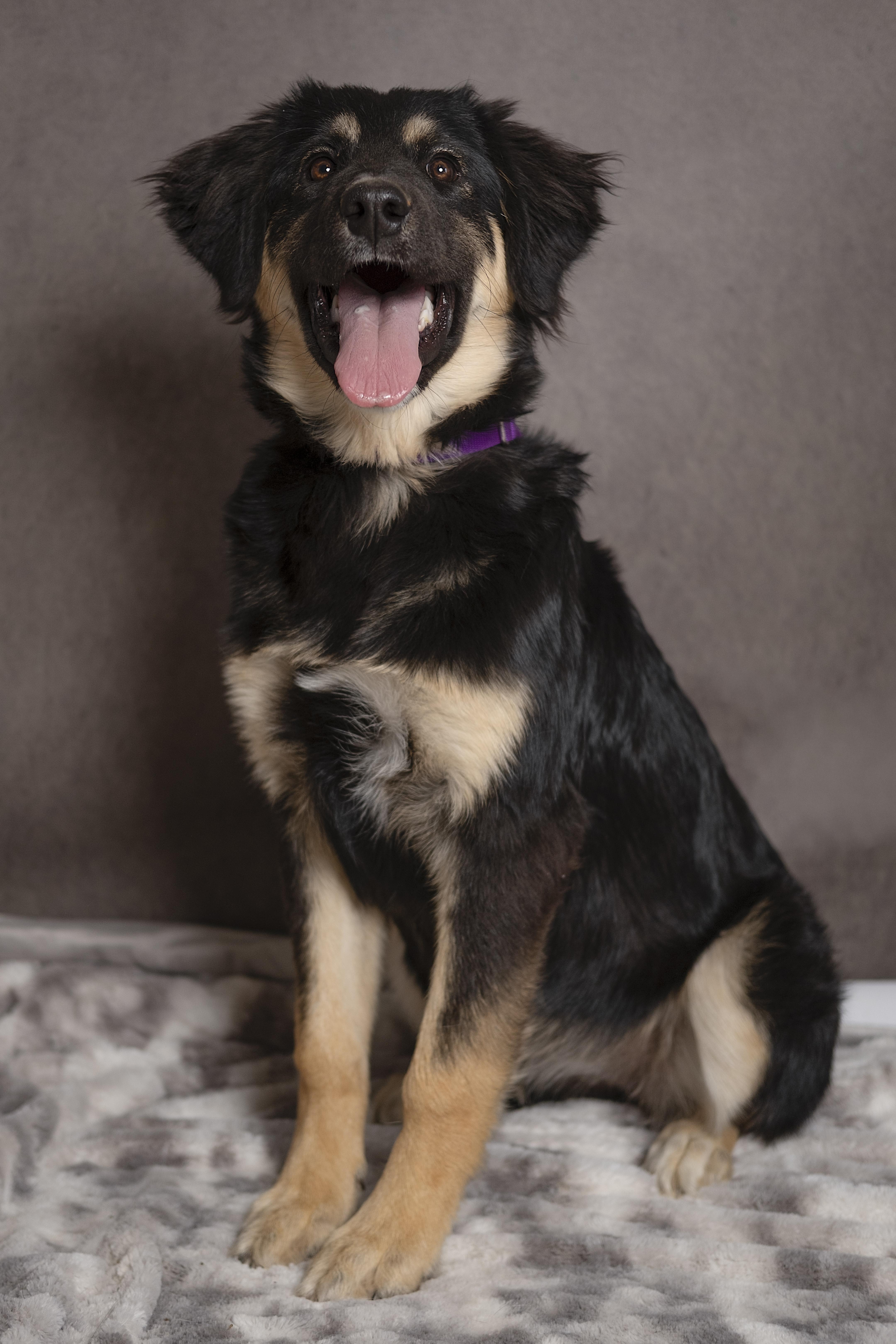 Enlarge Brooke, an adopted mixed breed in Lubbock, TX image 2/2