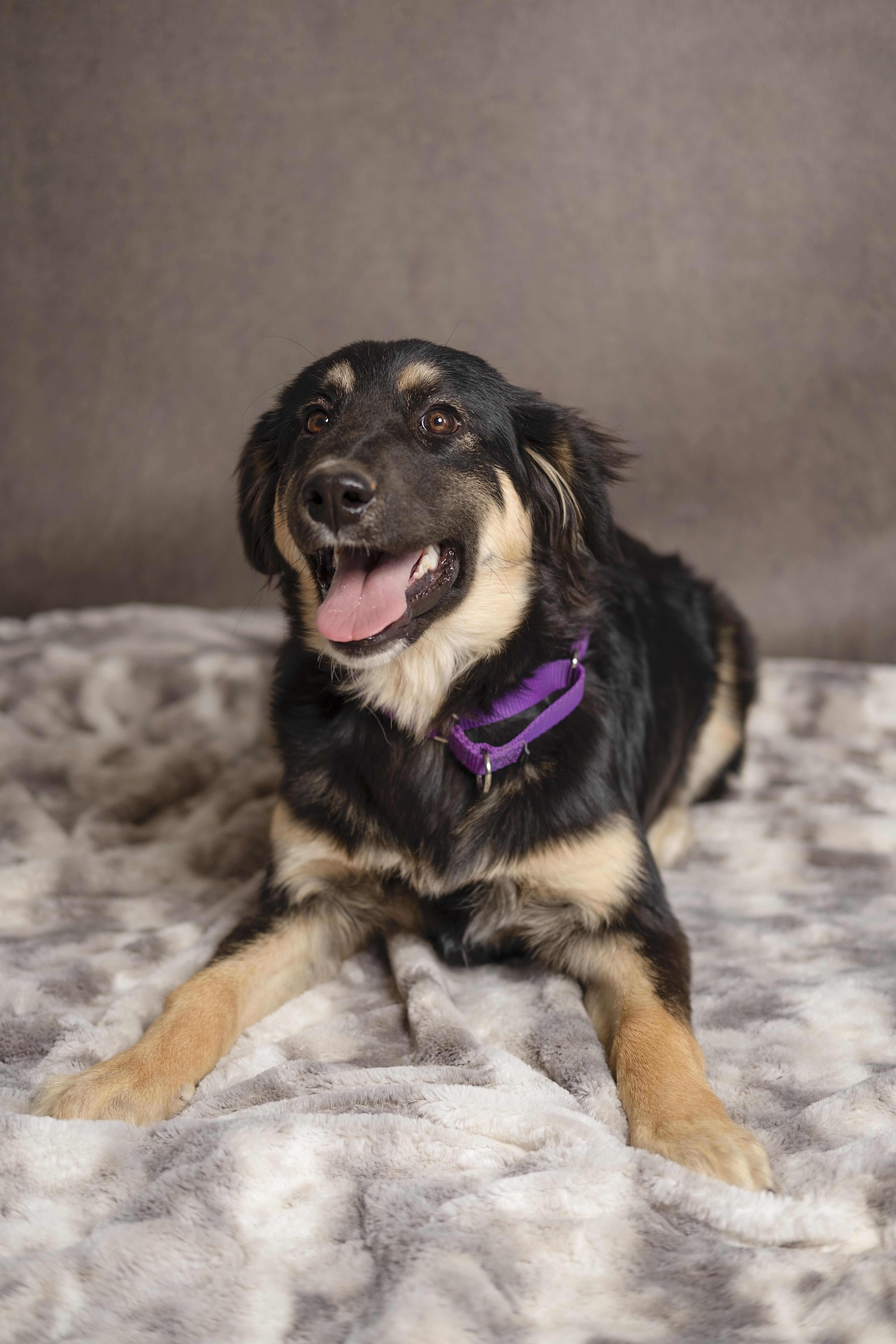 Brooke, adopted, Puppy Female German Shepherd Dog.