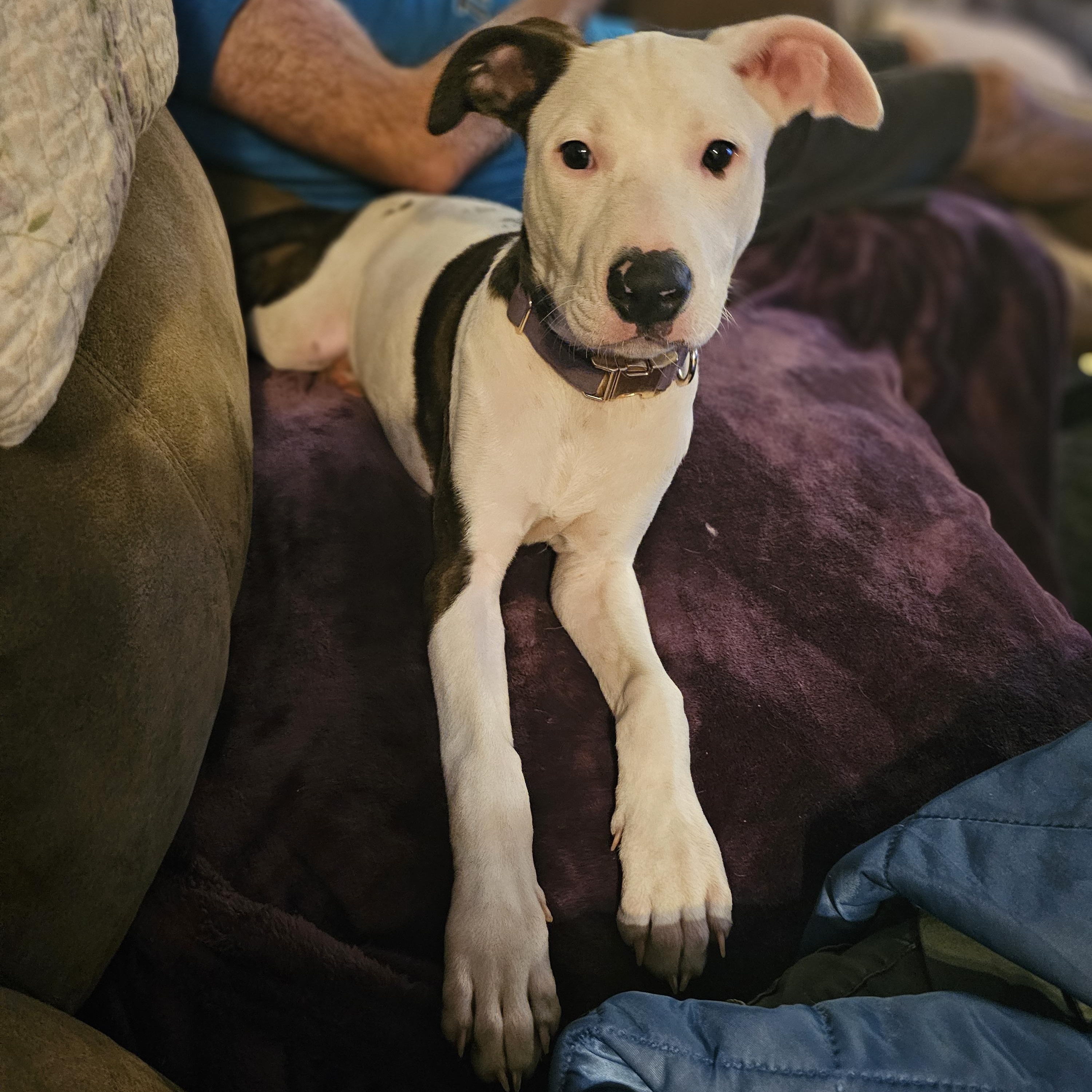 Ghost Face "Ghosty", Adopted, Young Female Pit Bull Terrier.