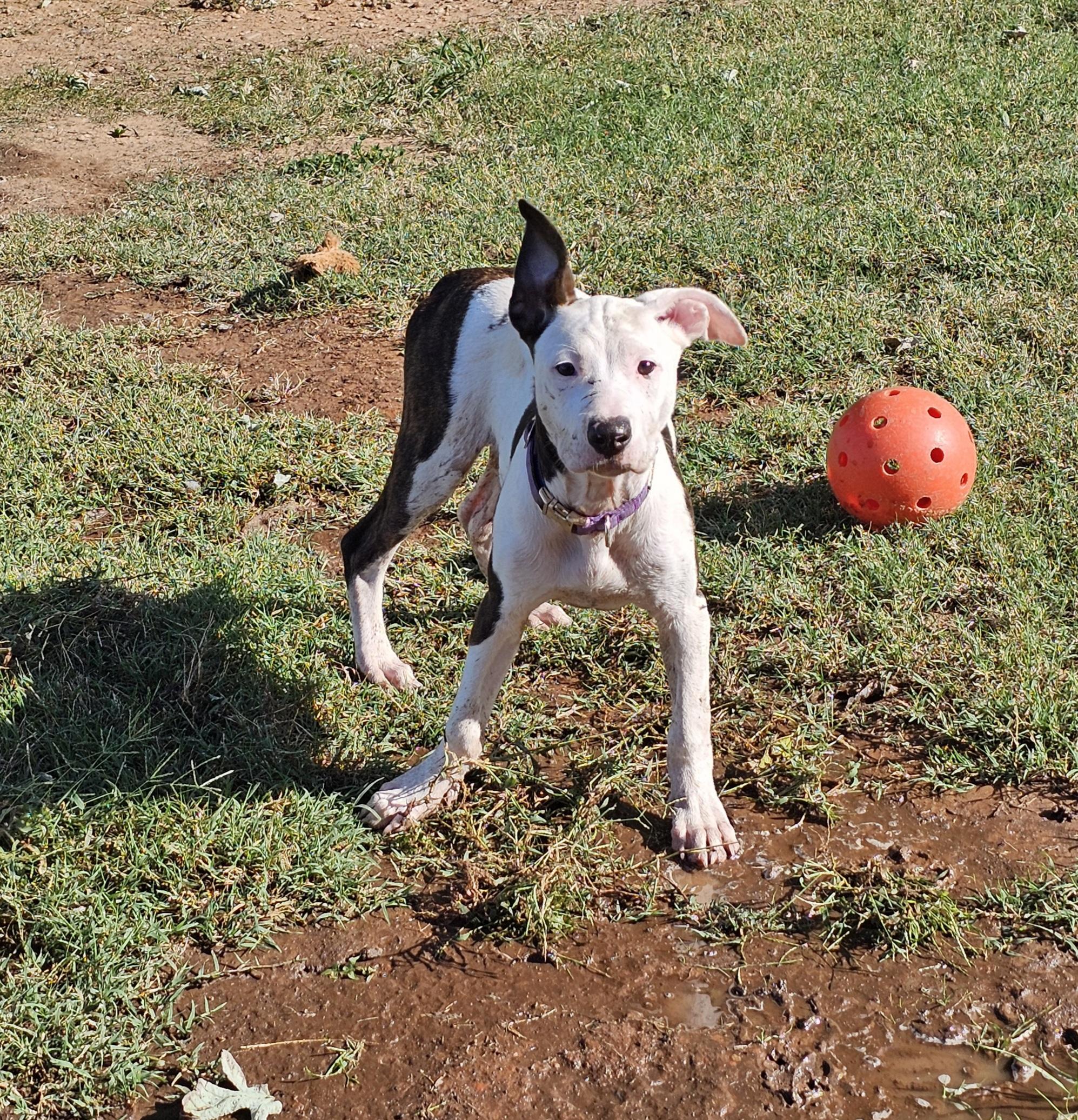 Enlarge Ghost Face "Ghosty", a Adopted mixed breed in Newcastle, OK image 5/5