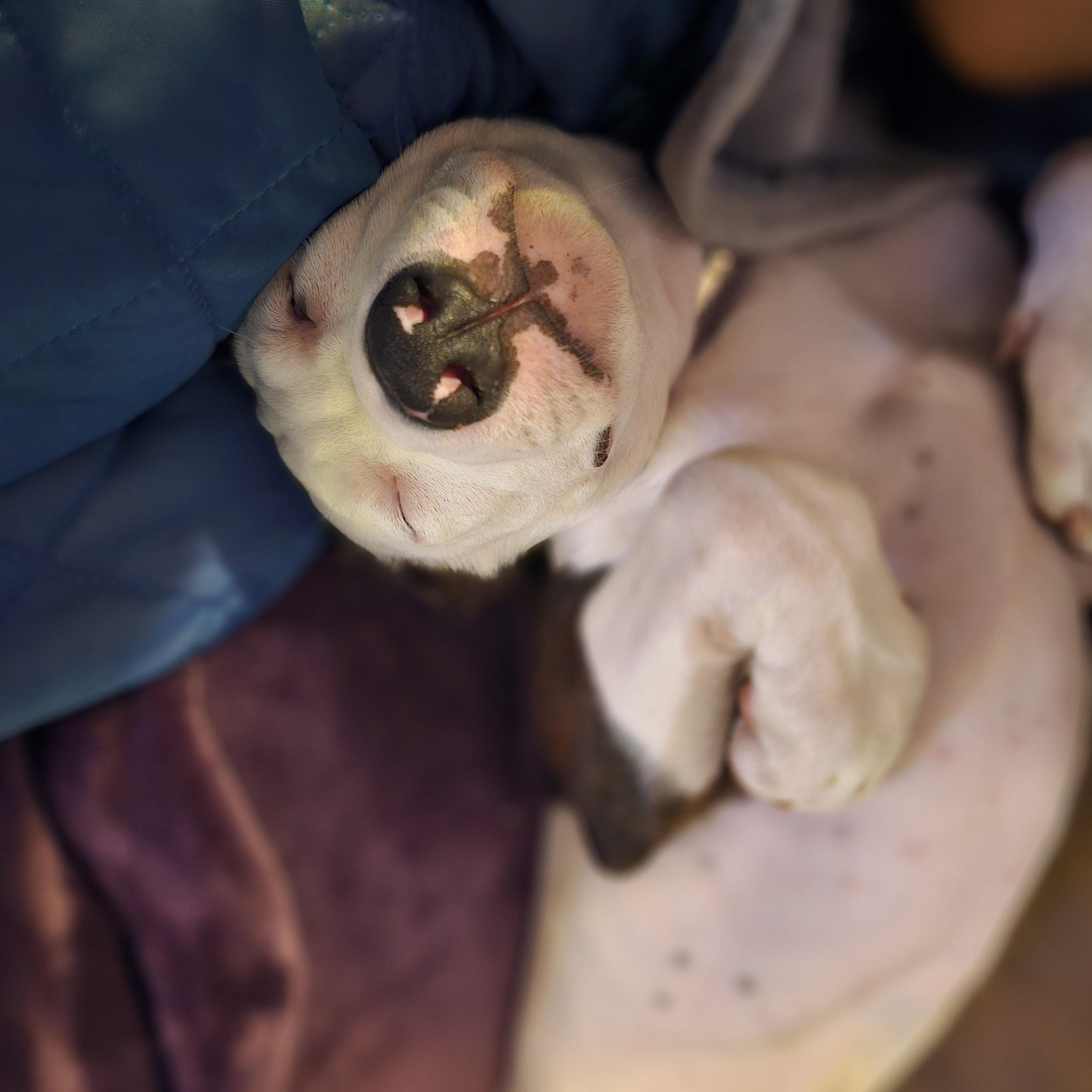 Enlarge Ghost Face "Ghosty", a Adopted mixed breed in Newcastle, OK image 2/5