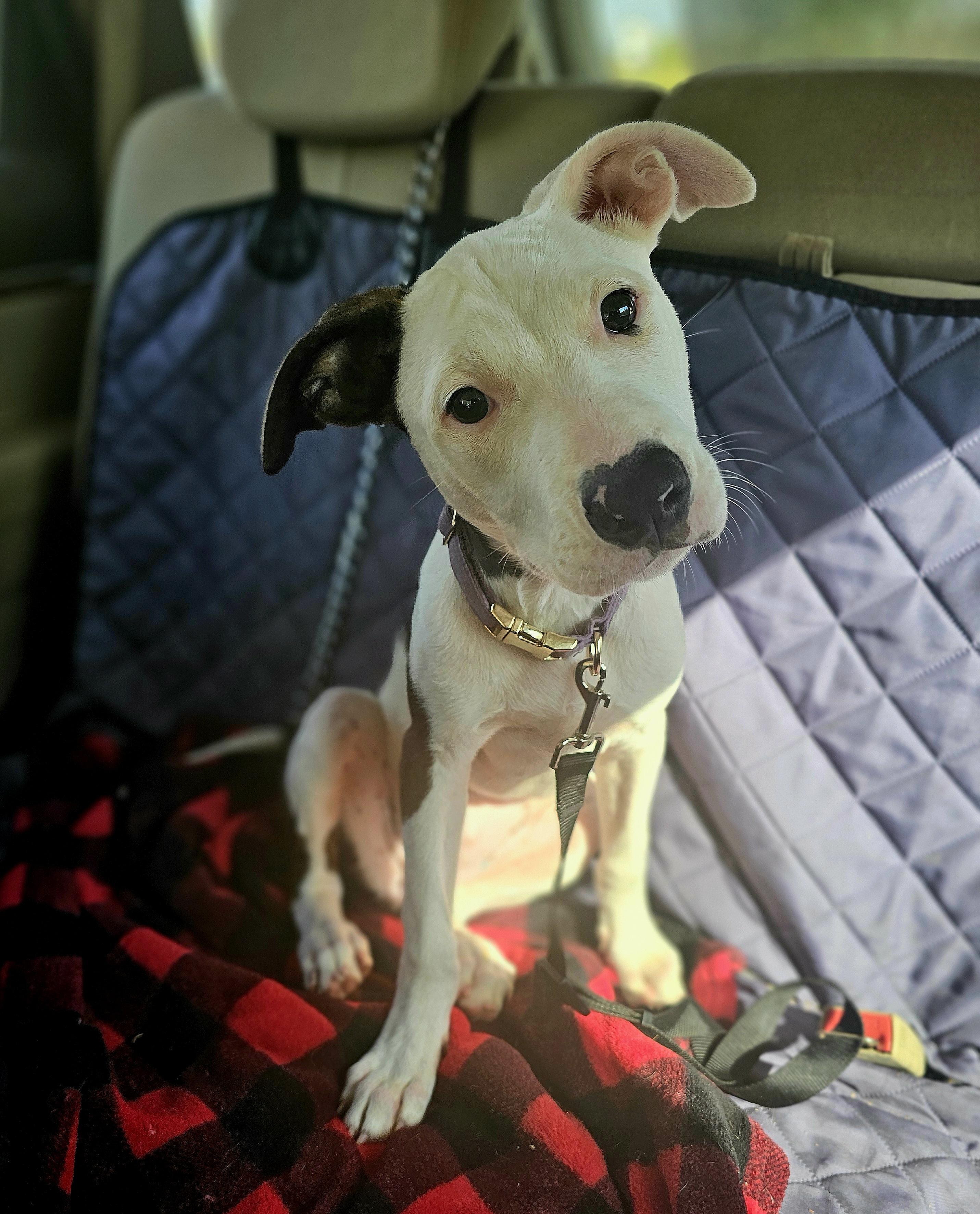 Enlarge Ghost Face "Ghosty", a Adopted mixed breed in Newcastle, OK image 3/5