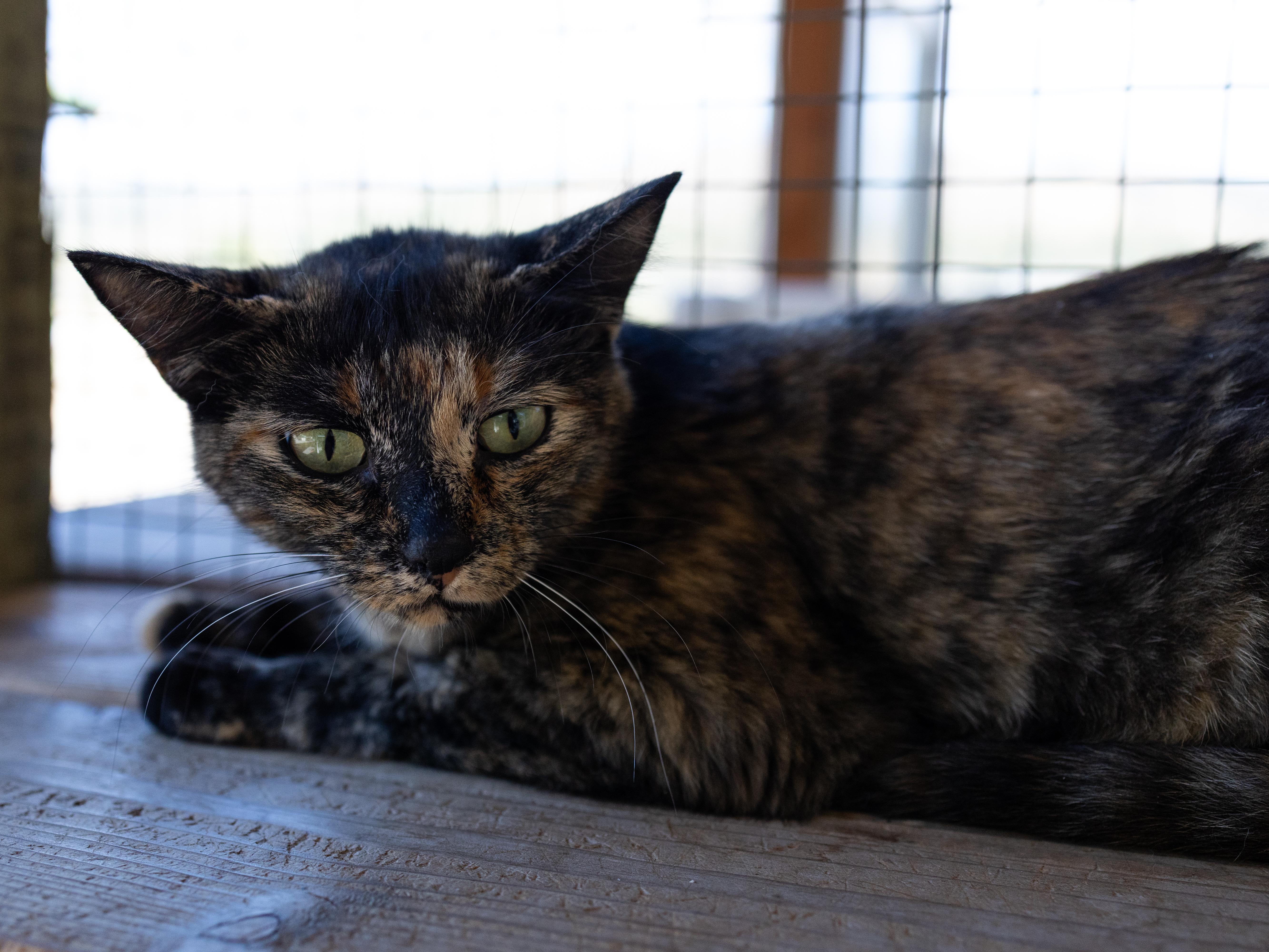 Enlarge Watcher, a Adoptable mixed breed in Republic, WA image 2/6