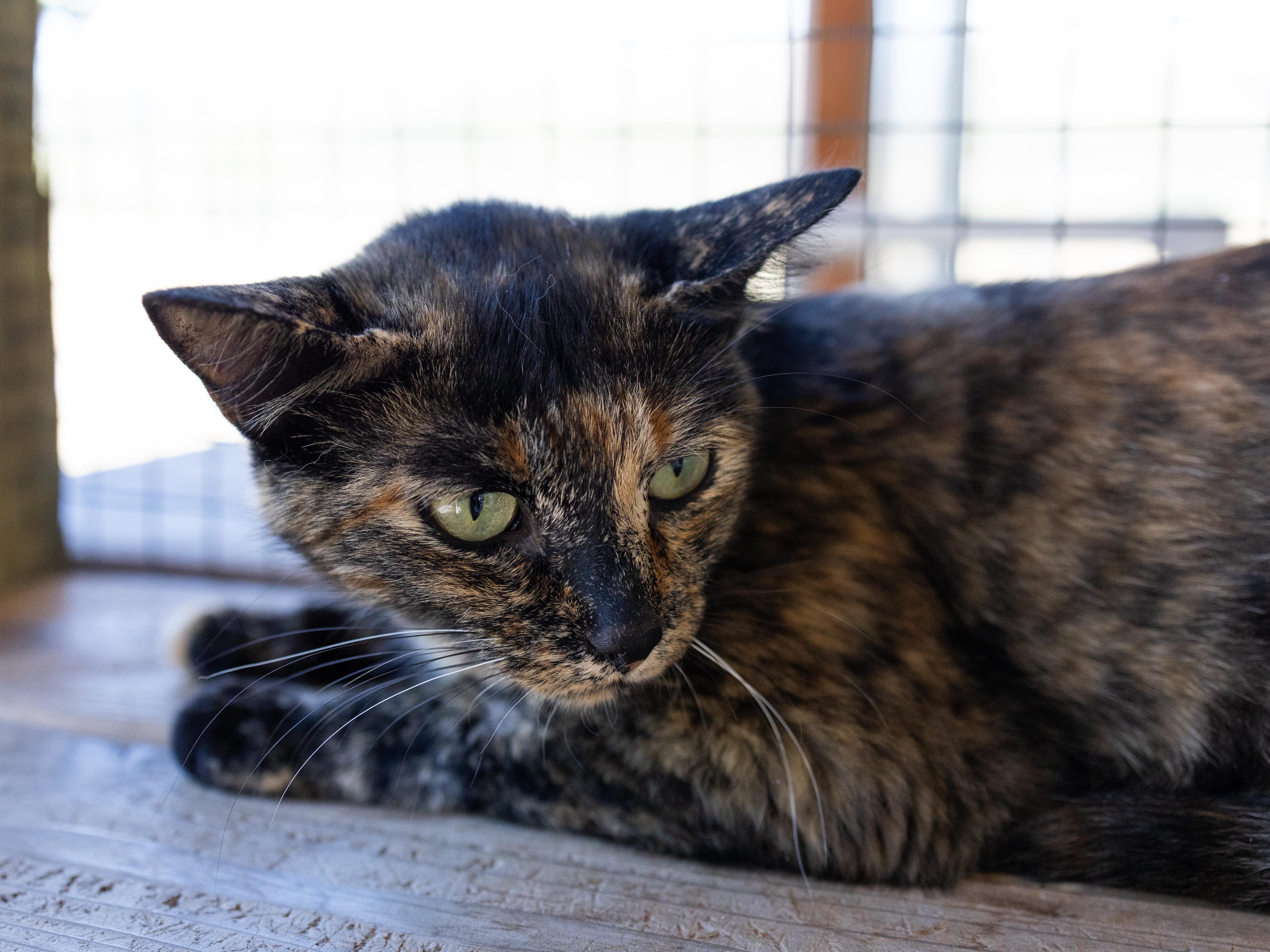 Enlarge Watcher, a Adoptable mixed breed in Republic, WA image 3/6