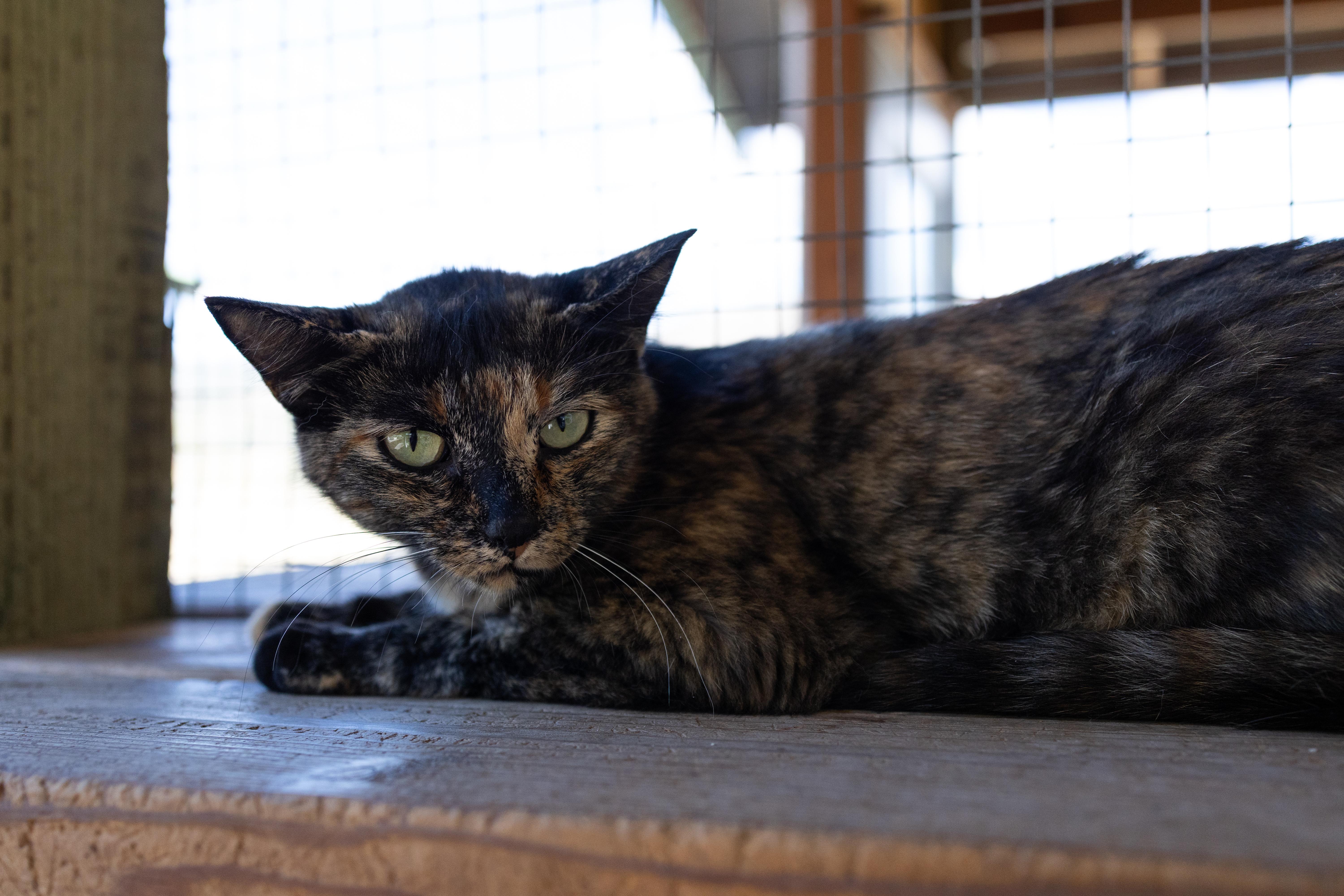 Enlarge Watcher, a Adoptable mixed breed in Republic, WA image 5/6