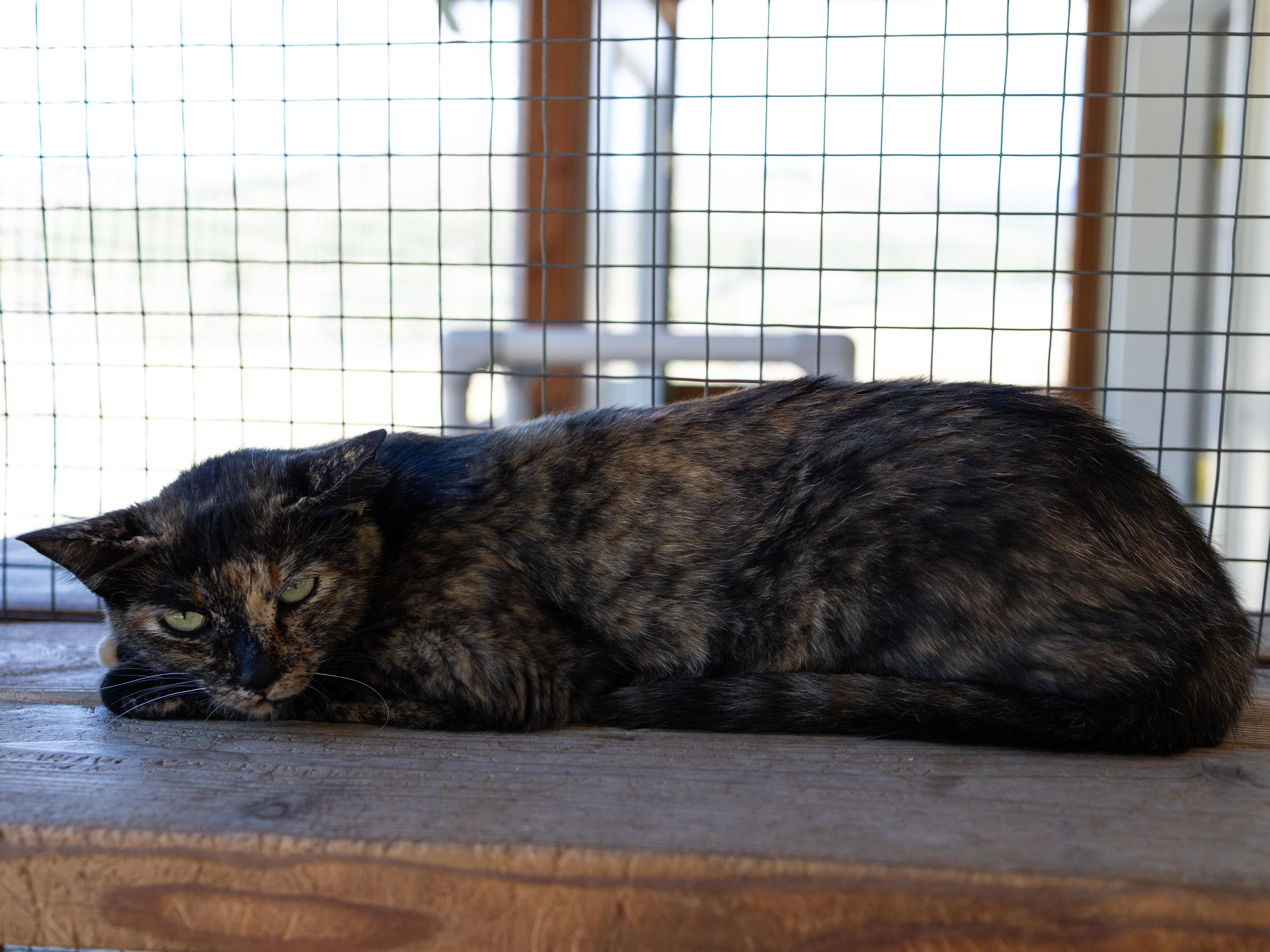 Enlarge Watcher, a Adoptable mixed breed in Republic, WA image 4/6