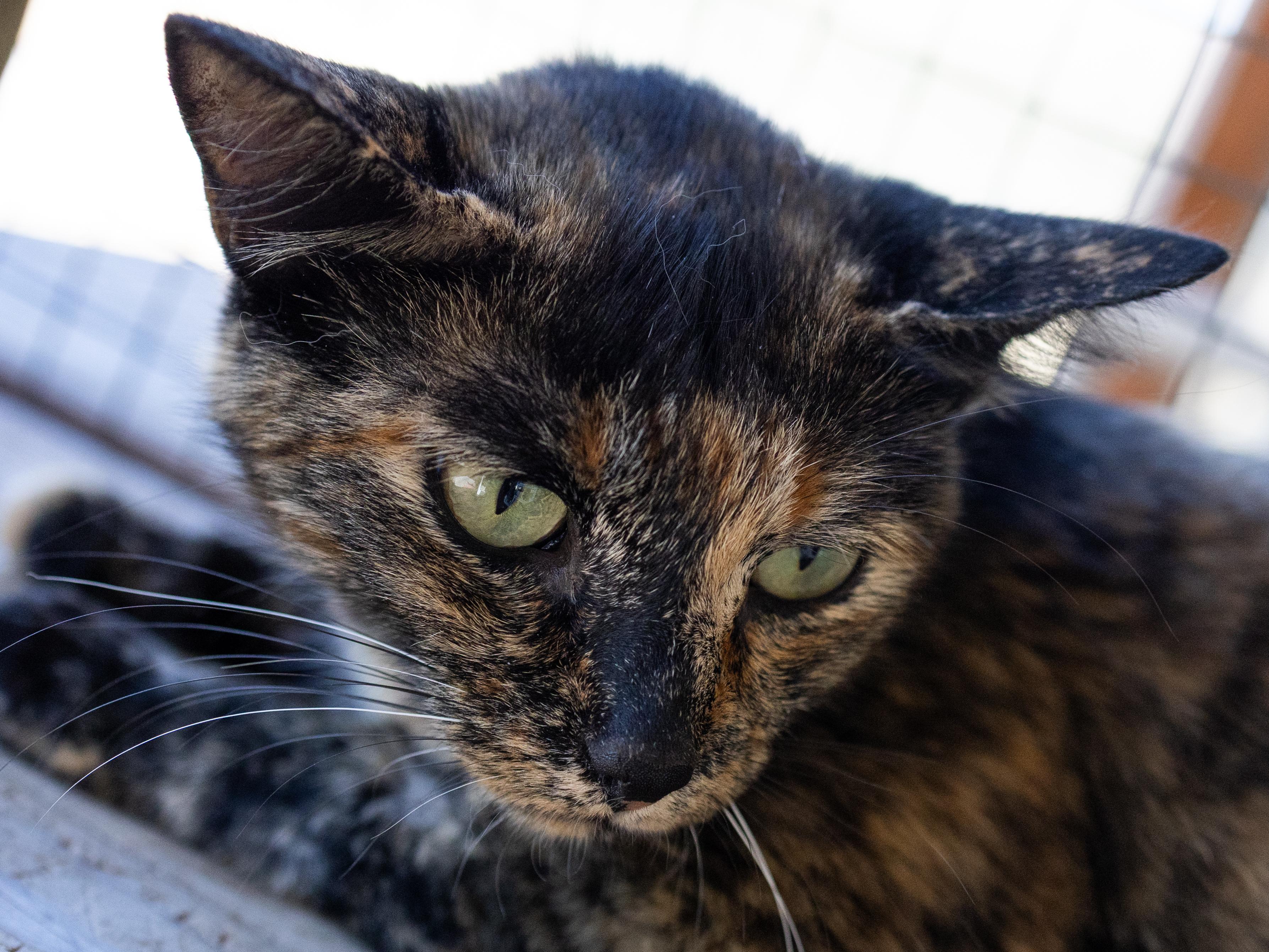 Enlarge Watcher, a Adoptable mixed breed in Republic, WA image 1/6