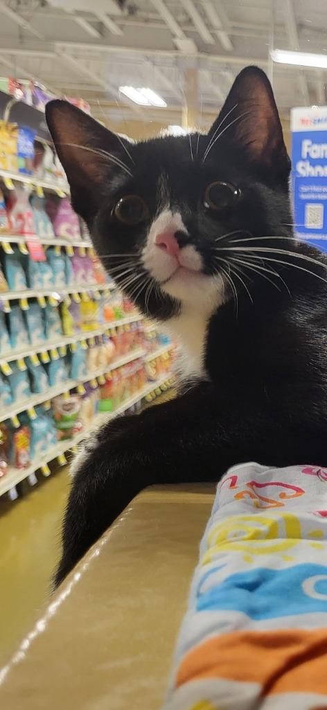 Sussex26, Adoptable, Kitten Male Domestic Short Hair.
