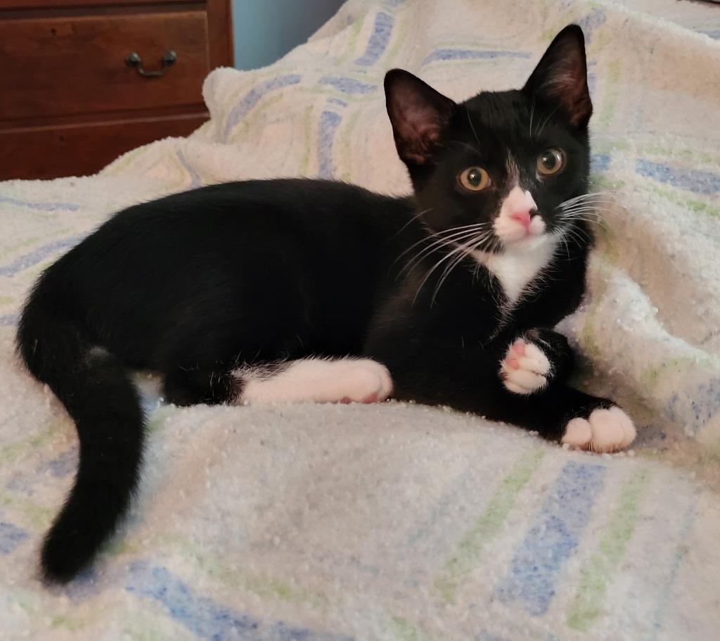 Enlarge Sussex26, a Adoptable mixed breed in Youngsville, NC image 2/2