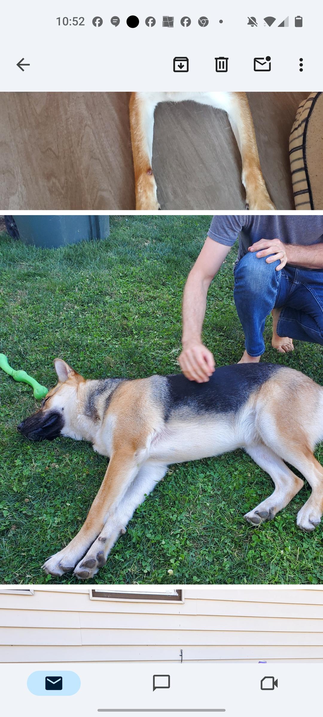 Clay, Adopted, Adult Male German Shepherd Dog.