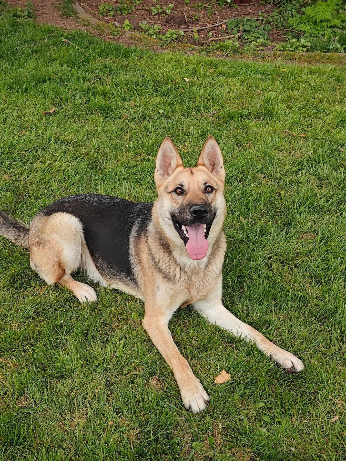 Enlarge Clay, a Adopted German Shepherd Dog in Seattle, WA image 3/6