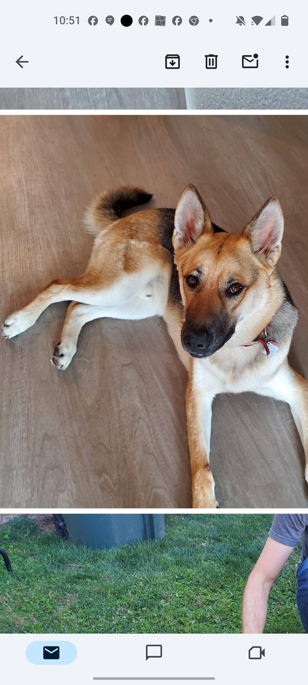 Enlarge Clay, a Adopted German Shepherd Dog in Seattle, WA image 6/6