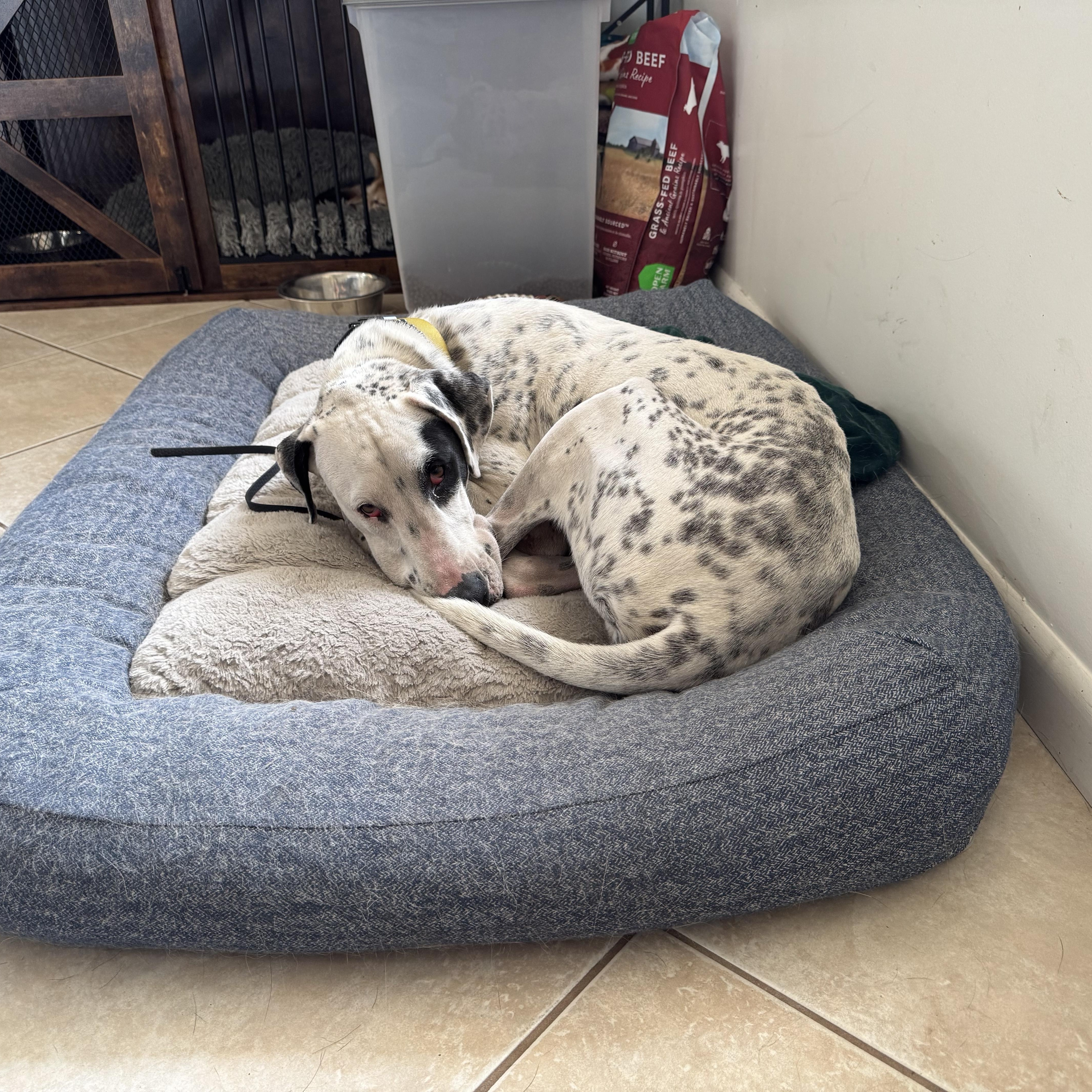 Enlarge Vinnie: So handsome & would love a sibling , a Adoptable mixed breed in Tampa, FL image 6/6