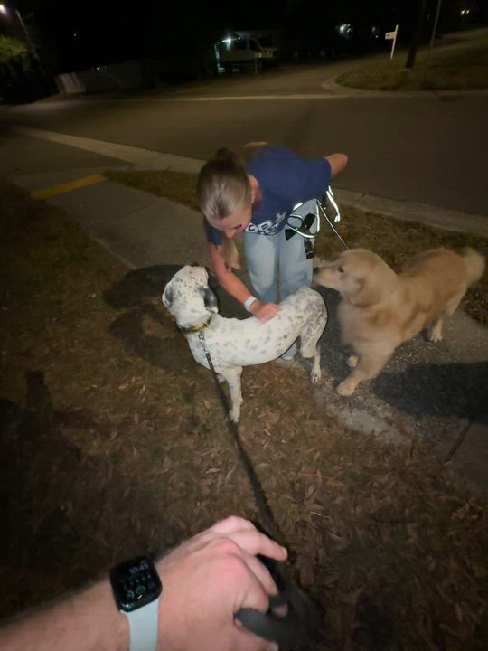 Enlarge Vinnie: So handsome & would love a sibling , a Adoptable mixed breed in Tampa, FL video 5/6