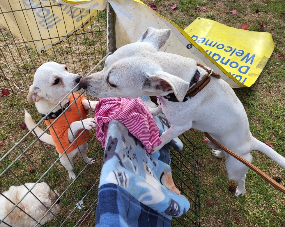 Dog for adoption Vanilla Bean and Vanilla Cream!, a Dachshund