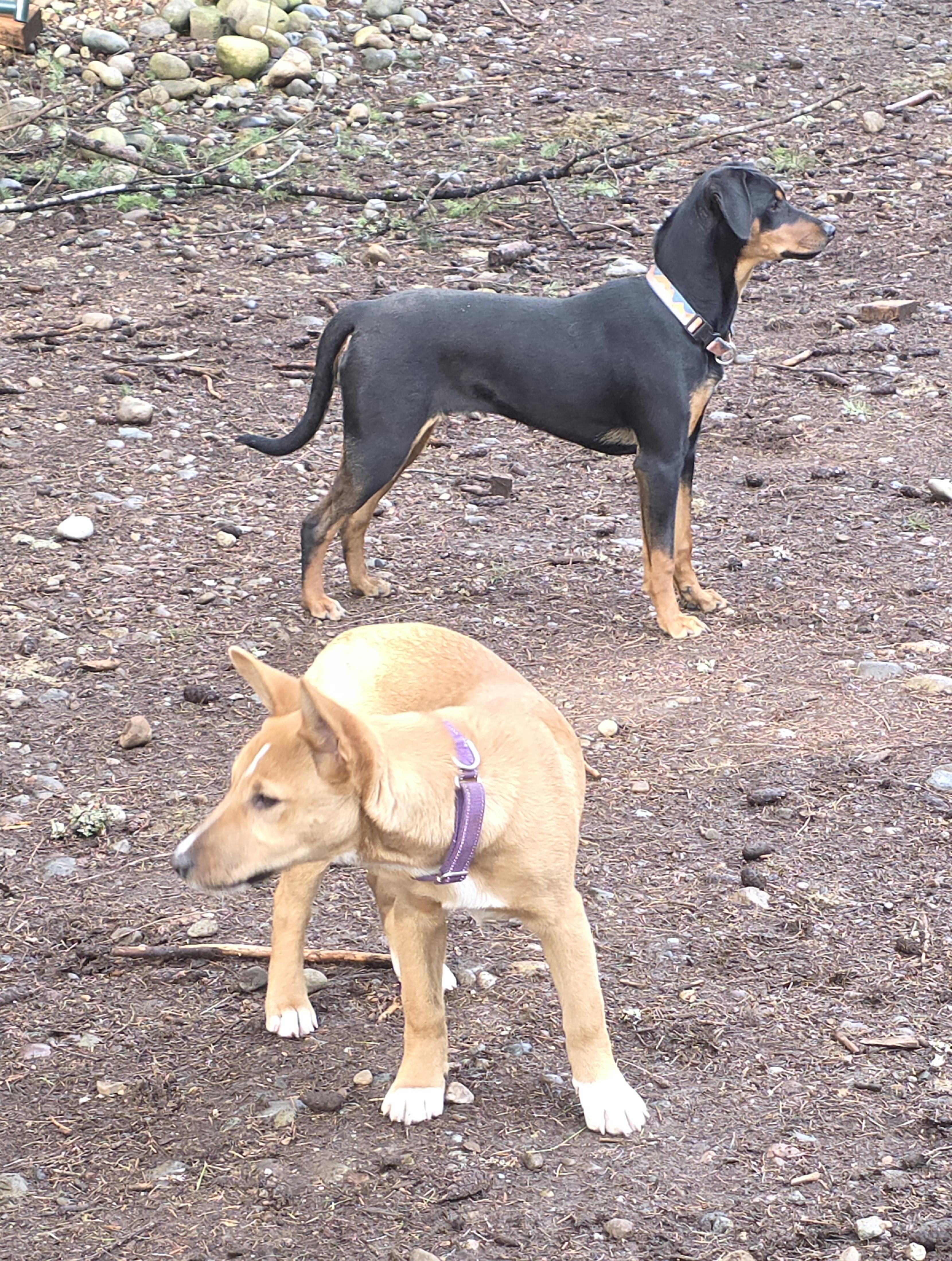 Enlarge Pinky, an adopted mixed breed in Bellingham, WA image 3/3