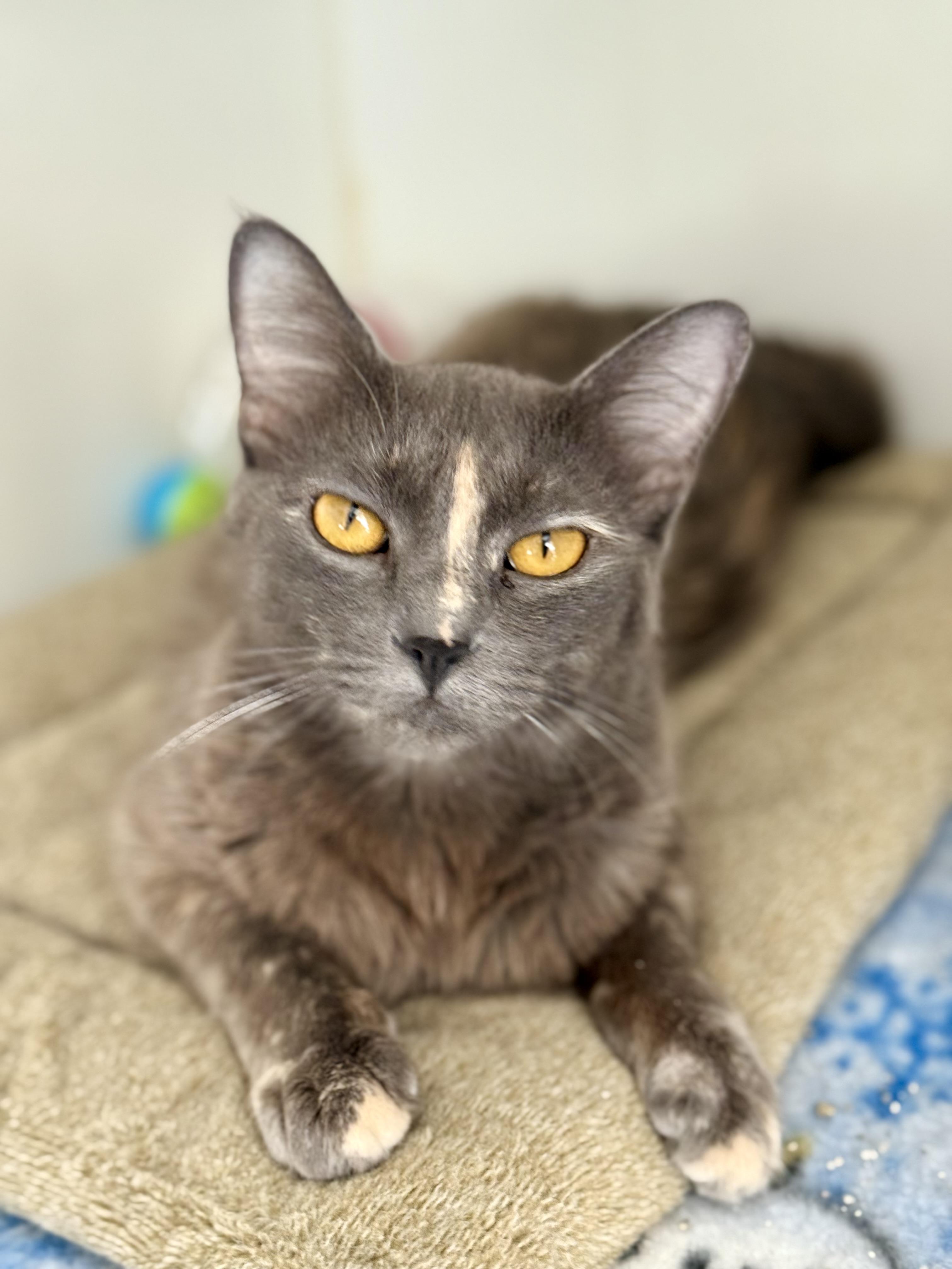 Enlarge Daffodil, an adoptable Domestic Medium Hair in Shreveport, LA image 1/1
